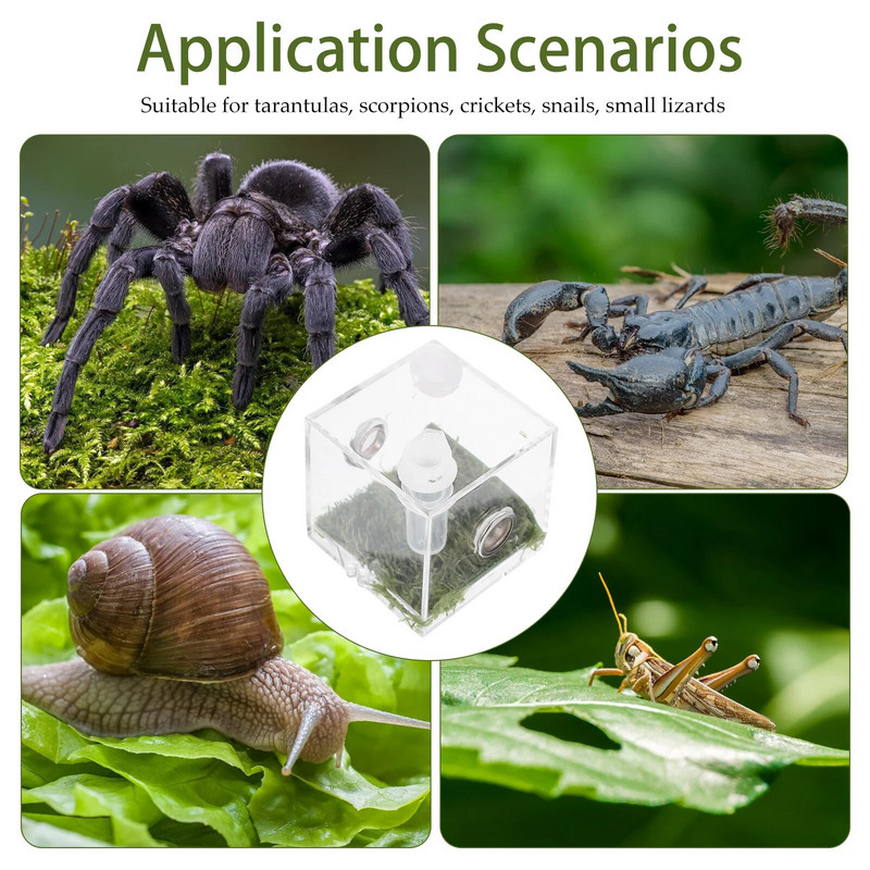 Spider Terrarium Šokinėja voras aptvaras Akrilo roplių veisimo dėžutė Tarantula Scorpion Sling Vienakojai bestuburiai