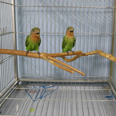 Natural Wood Parrot Standing Stick Pet Bird Cage Stand Rack Paw Grinding Clean Toys for Parrot Parakeet Pet Cage Accessories