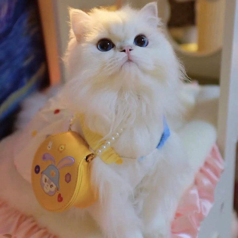 Sling pentru câine Fusta geometrică cu bule de vară Fusta scurtă prințesă Teddy Yorkshire Schnauzer Cățeluș maltez Haine pentru pisici Rochie drăguță pentru animale de companie