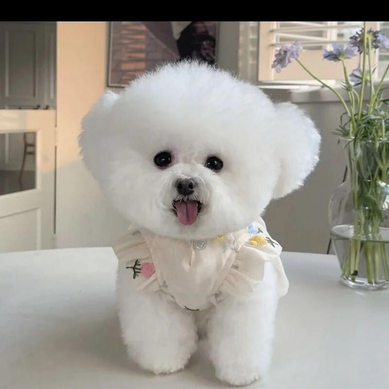 Κουτάβι Μόδα παπιγιόν Φούστα για κατοικίδια Ρούχα για σκύλους Πριγκίπισσα Φόρεμα Σκυλιά Ρούχα Γάτα Μικρό Εκτύπωμα Χαριτωμένο Λεπτό Καλοκαιρινό Σχεδιαστής Ενδυμάτων για Σκύλους