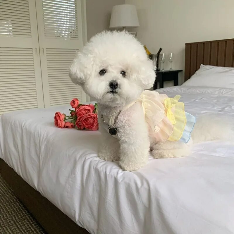 Ins Bow Καλοκαιρινά ρούχα για σκύλους Rainbow Chiffon Cake Layered Dog Suspender φούστα Χωρίς τσάντα Pet Cat Dog Teddy Puppy Φορέματα Ρούχα για κατοικίδια