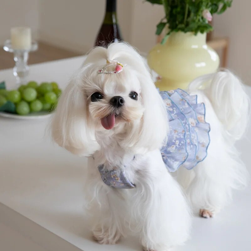 Vasaras šifona kūka Kārtaini svārki Mājdzīvnieku kaķu suns Teddy kleita Modes mājdzīvnieku apģērbi Kucēni Suņi Apģērbi Suņu Jaka Veste Čivava