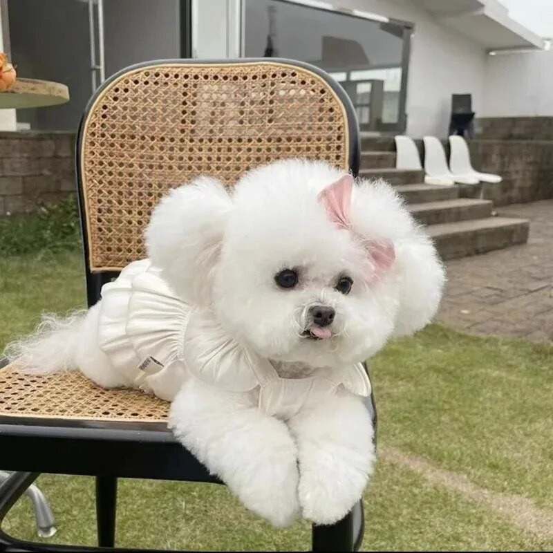 Modes mājdzīvnieku suņa kostīms Vasaras tauriņa svārki pušķis elpojoši marles svārki Teddy Cat vilkšanas suņa kostīms