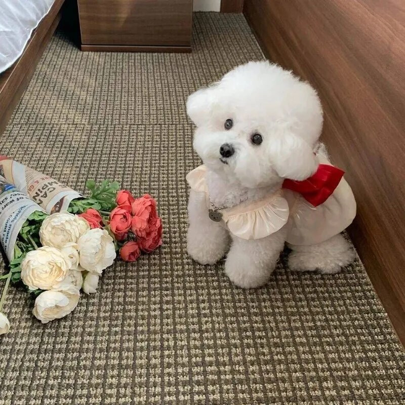 Modes mušu piedurknes loks mājdzīvnieku princeses kleita pavasara vasara kaķu apģērbs suņu kleita kucēns maltietis bišons Jorkšīras mazs suns