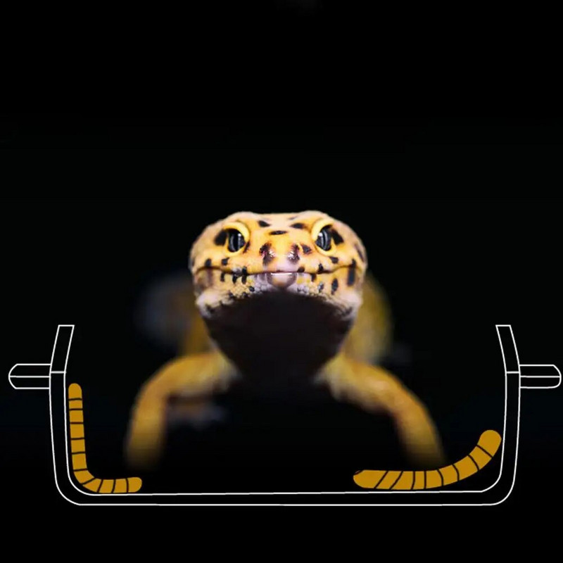 Ερπετό διαφανές τροφοδότη Αντιδιαφυγής Food Bowl Worm Ζωντανό δοχείο με ισχυρές βεντούζες Προμήθειες για κατοικίδια