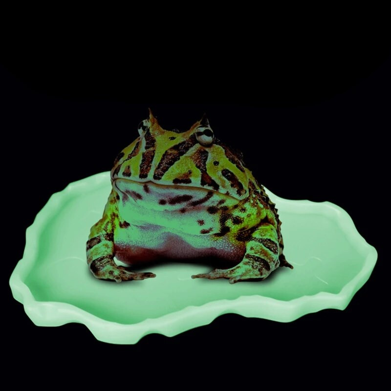 Reptile Bowls Terrarium Feeding Worm Dish Reptile Mealworm Feeder Dish Πλαστικό μπολ για FROG Snake Spiders Turtles