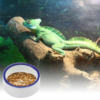 Μπολ Φαγητό Πιάτο Φαγητό Νερό Πιάτο Γενειοφόρος Δράκος Κεραμικό Πιάτο με σκουλήκι για Lizard Anoles Spiders