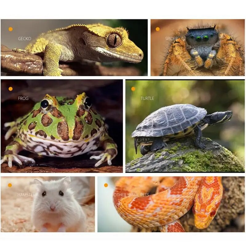 Σχήμα μάνγκο Ερπετοτροφοδότης Τροφή Μπολ Νερού για Χελώνες Σαύρες Χάμστερ Φίδια Χελώνα Γκέκο Μικρά κατοικίδια Τροφοδότης Προμήθειες κατοικίδιων