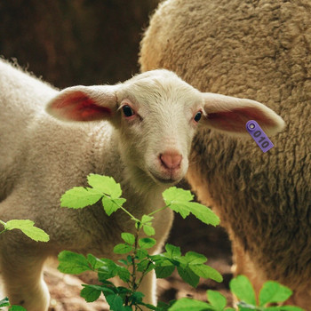 001-100 No. Етикет за овче ухо Лазерен цифров етикет за ухо Свинско овче ухо Марка за ухо Регистрационна карта за ухо TPU Материал Идентификационен знак за животно