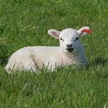 001-100 No. Етикет за овче ухо Лазерен цифров етикет за ухо Свинско овче ухо Марка за ухо Регистрационна карта за ухо TPU Материал Идентификационен знак за животно