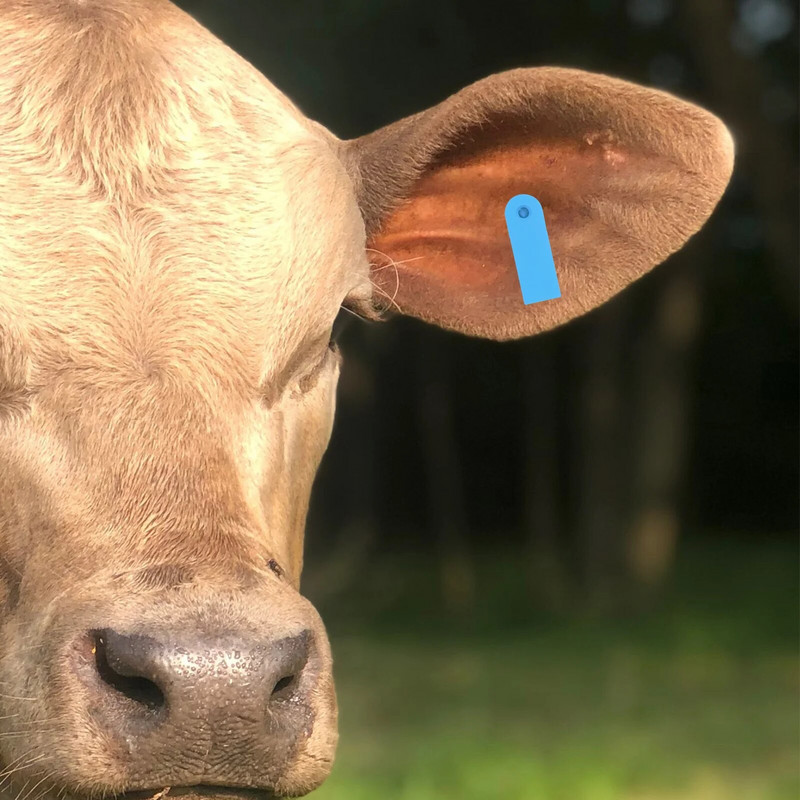100 gab. Izturīgas cūkas ausu identifikācijas birkas Dzīvnieku ausu birkas Dzīvnieku etiķetes Govs bez numura