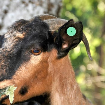 100 σετ Ετικέτες αυτιών ζώων Φάρμας Ετικέτες αναγνώρισης ζώων Κενές ετικέτες αυτιών
