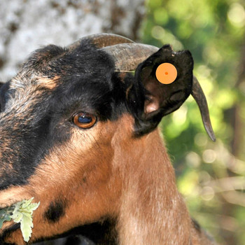 100 комплекта празни етикети за уши за добитък Етикет за идентификация на животни Ветеринарни консумативи