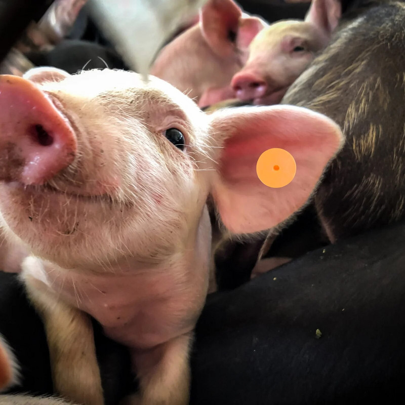 100 kompleta praznih stočnih ušnih markica Oznaka za identifikaciju životinja Veterinarske potrepštine