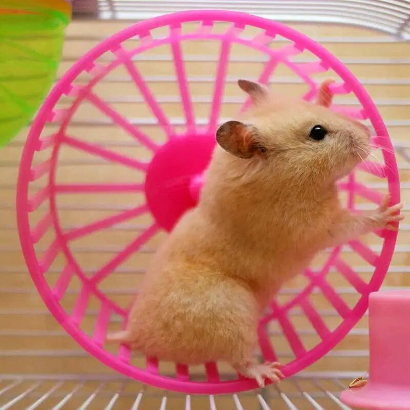 Kāmja ritenis liels mājdzīvnieku skriešana Kāmja sporta skriešanas ritenis Kāmja būris Aksesuāri Rotaļlietas Mazie dzīvnieki Vingrošanas piederumi Mājdzīvnieku piederumi