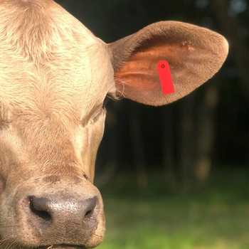 100 бр. Животински ушни етикети за говеда Знаци Ветеринарна идентификация Животновъдство Tpu