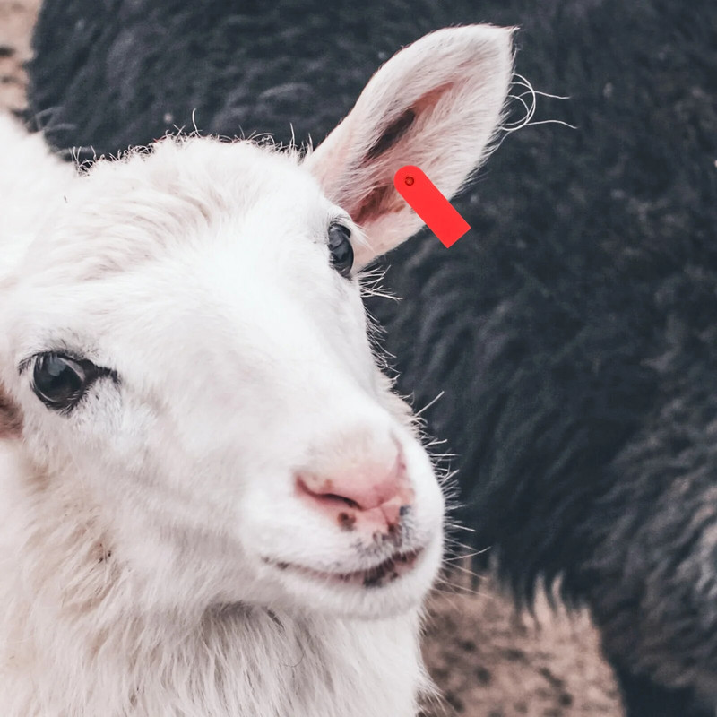 100 τμχ Ετικέτες Ζώου για Βοοειδή Ζώδια Κτηνιατρική Ταυτοποίηση Ζώο Tpu