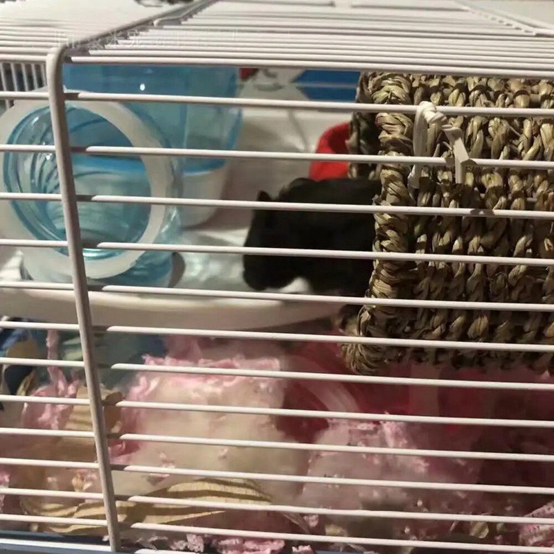 Hörcsög alagút játék, lélegző, harapásálló kisállat fészekház tartozék papagáj hörcsög sün csincsillához