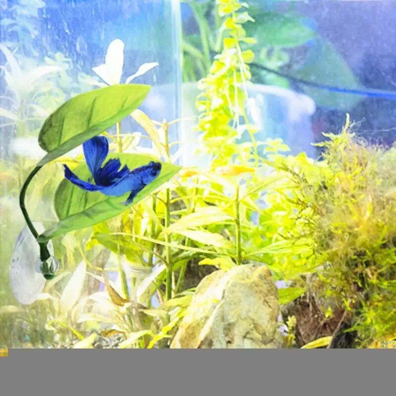 Betta Bed Leaf šūpuļtīkls akvārijs Piederumi mājdzīvniekiem Apdares lauki Audzēšana Atpūtas gulta Betta zivīm Betta zivju gulta praktiska